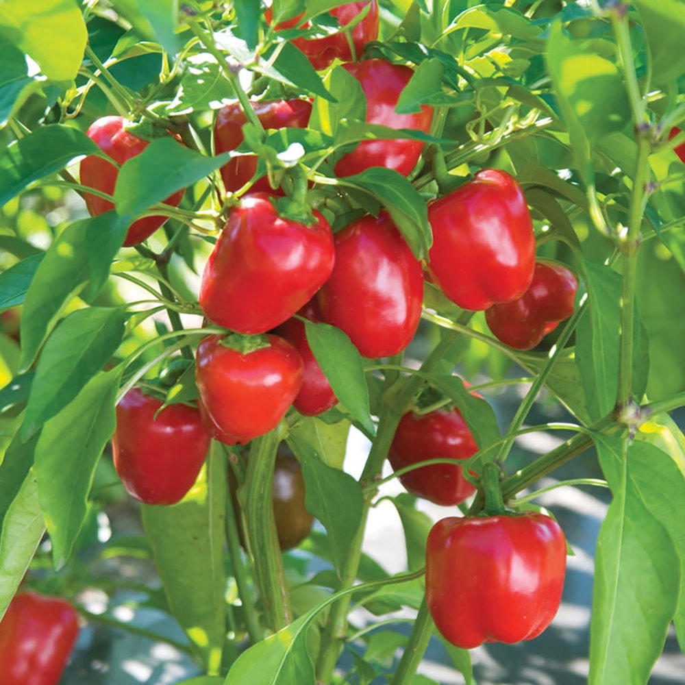 Fresh red peppers growing on the vine